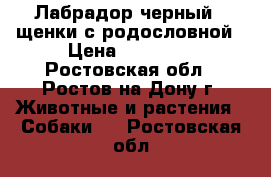 Лабрадор черный , щенки с родословной › Цена ­ 25 000 - Ростовская обл., Ростов-на-Дону г. Животные и растения » Собаки   . Ростовская обл.